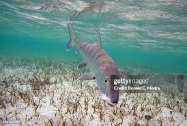 Image result for Albula vulpes