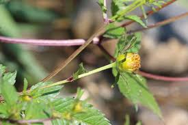 Attēlu rezultāti vaicājumam “Bidens frondosa flower”