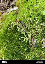 Attēlu rezultāti vaicājumam “Pleurozium schreberi sporophyte”
