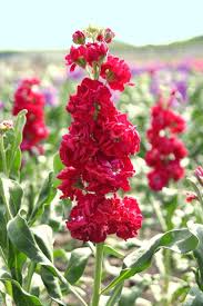 Image result for Levkoje