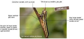 Attēlu rezultāti vaicājumam “Ceramica pisi”