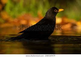 Attēlu rezultāti vaicājumam “Turdus merula”