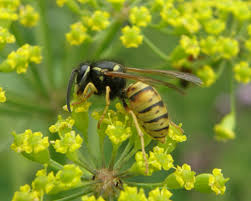 Attēlu rezultāti vaicājumam “Vespula rufa”