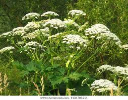 Attēlu rezultāti vaicājumam “Heracleum sosnowskyi”