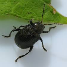 Attēlu rezultāti vaicājumam “Adoxus obscurus”