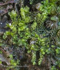 Attēlu rezultāti vaicājumam “Leiocolea collaris”