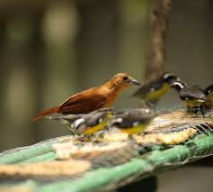 Attēlu rezultāti vaicājumam “Passeriformes”