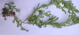 Attēlu rezultāti vaicājumam “Seligeria donniana”