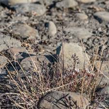 Attēlu rezultāti vaicājumam “Poa humilis”