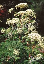 Attēlu rezultāti vaicājumam “Selinum carvifolia flower”
