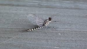 Attēlu rezultāti vaicājumam “Siphlonurus male”