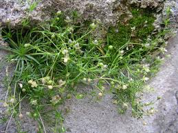 Attēlu rezultāti vaicājumam “Sagina procumbens fruit”