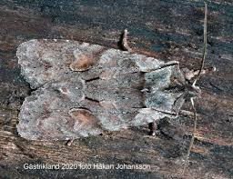 Attēlu rezultāti vaicājumam “Lithophane furcifera”