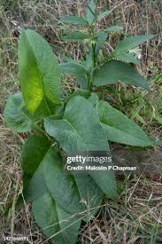 Attēlu rezultāti vaicājumam “Rumex obtusifolius”