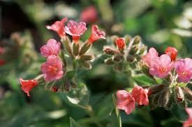 Attēlu rezultāti vaicājumam “Pulmonaria angustifolia fruit”