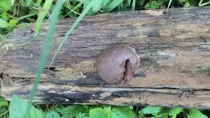Attēlu rezultāti vaicājumam “Reticularia lycoperdon young”