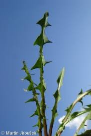Attēlu rezultāti vaicājumam “Taraxacum suecicum”