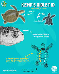 Image result for Lepidochelys kempii