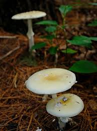 Attēlu rezultāti vaicājumam “Amanita citrina”