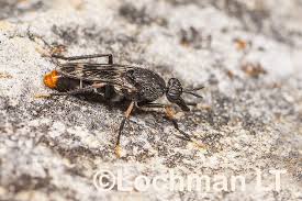 Attēlu rezultāti vaicājumam “Therevidae”