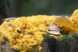 Attēlu rezultāti vaicājumam “Fuligo cinerea”