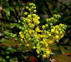 Attēlu rezultāti vaicājumam “Mahonia aquifolium bud”