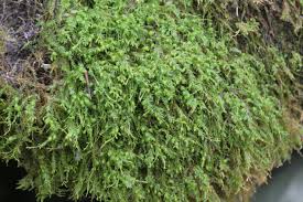 Attēlu rezultāti vaicājumam “Anomodon attenuatus”