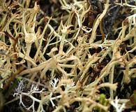 Attēlu rezultāti vaicājumam “Cladonia botrytes”