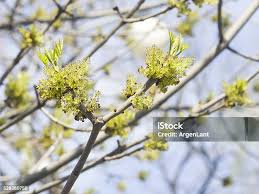 Attēlu rezultāti vaicājumam “Fraxinus excelsior flower”