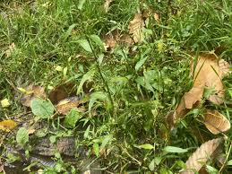 Attēlu rezultāti vaicājumam “Persicaria hydropiper”