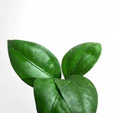 Attēlu rezultāti vaicājumam “Arenaria procera leaf”