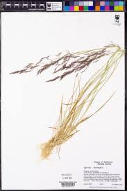 Attēlu rezultāti vaicājumam “Agrostis stolonifera subsp. straminea”