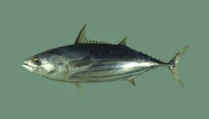 Image result for Katsuwonus pelamis