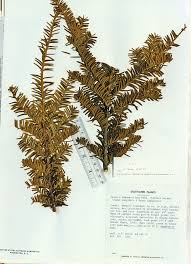 Attēlu rezultāti vaicājumam “Taxus baccata bud”