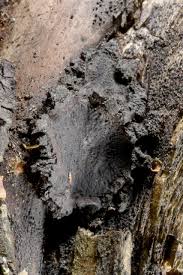 Attēlu rezultāti vaicājumam “Biscogniauxia repanda”