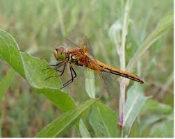 Attēlu rezultāti vaicājumam “Sympetrum flaveolum”