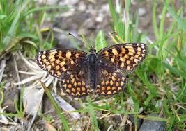 Attēlu rezultāti vaicājumam “Melitaea phoebe underside”
