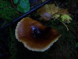 Attēlu rezultāti vaicājumam “Polyporus melanopus”