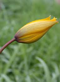 Attēlu rezultāti vaicājumam “Tulipa sylvestris bud”