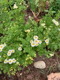 Image result for Tanacetum parthenium