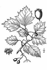 Attēlu rezultāti vaicājumam “Crataegus x macrocarpa leaf”