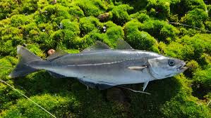 Image result for Pollachius virens