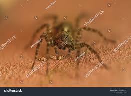 Attēlu rezultāti vaicājumam “Lycogala succineum macro”