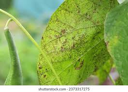 Attēlu rezultāti vaicājumam “Uromyces dactylidis”