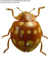 Attēlu rezultāti vaicājumam “Calvia quatuordecimguttata”