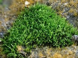 Attēlu rezultāti vaicājumam “Gyroweisia tenuis”