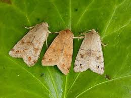 Attēlu rezultāti vaicājumam “Orthosia munda larva”