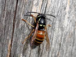 Attēlu rezultāti vaicājumam “Vespula rufa”