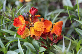 Image result for Cheiranthus cheiri