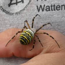 Attēlu rezultāti vaicājumam “Argiope bruennichi”